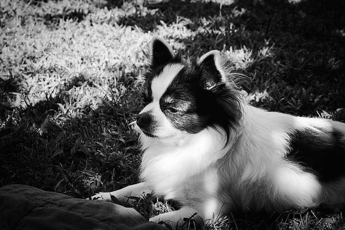 BLUEMOON 1 inbound6377229614606945703