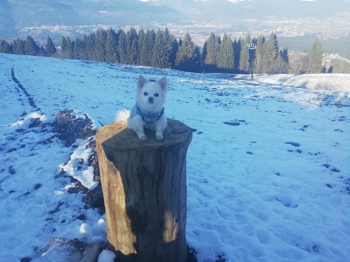 inbound5265320787911195098