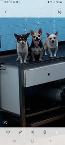 Leo Gaia Stella 69 guest 1762102445 09e2 62ddd0d1 2b64 4048 877f 7ba230f0e7c5