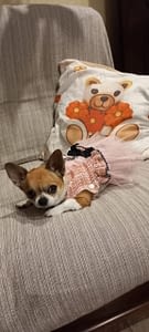 Dora 16 inbound9119371834940164876 scaled