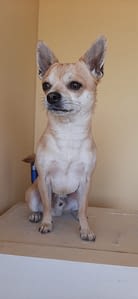 Romeo 231 5ace8123 534a 456d 9feb a4518c9b59d1