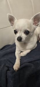 Chiquito 159 20240315 225644