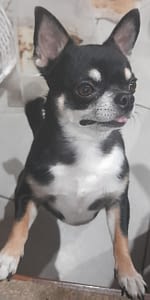 Mister habbyno 440 inbound2868522424967794839