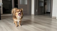 Perché il Chihuahua abbaia senza motivo? Le vere cause (e come calmarlo davvero) 3 perche il chihuahua abbaia senza motivo le vere cause e come calmarlo davvero