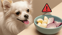 Attenzione Chihuahua! Aglio e Cipolla Sono Pericolosi per il Tuo Cane 3 attenzione chihuahua aglio e cipolla sono pericolosi per il tuo cane