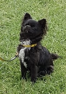 Atomo 486 73BBF3A5 ADF9 4477 B2F4 878F2B8A8EEC