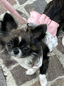 Ariel 28 IMG 5457 scaled