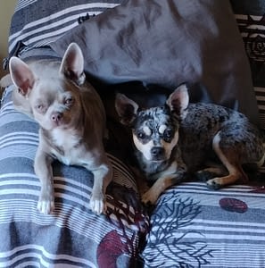 Carlo e Pepe 353 inbound8333312870587947181