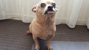 When the dog pees in the house 4 When the dog pees in the house