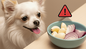 Attenzione Chihuahua! Aglio e Cipolla Sono Pericolosi per il Tuo Cane 3 Attenzione Chihuahua! Aglio e Cipolla Sono Pericolosi per il Tuo Cane