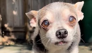 Archie, il Chihuahua āguaritore di animeā: la storia del piccolo eroe che ha cambiato 120 vite 6 archie il chihuahua guaritore di anime la storia del piccolo eroe che ha cambiato 120 vite