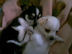 Luna Gaia 358 8DEE1474 7EEA 4083 8169 F983867499C8