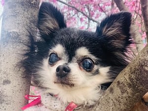 Leslie 93 guest 1761300853 77ea IMG 8959