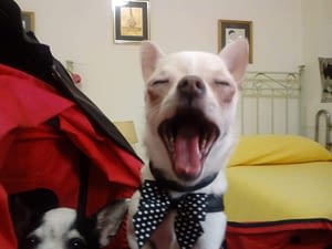 Alice 321 inbound4067918955605676258