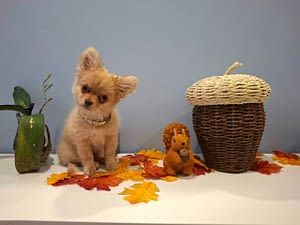 Rocky 5 inbound4855919751631767703 scaled