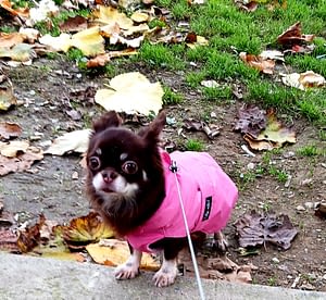 Lulu' 7 inbound3927777644535719002