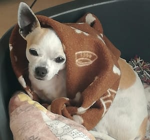 Willy 286 inbound2934007853149508205