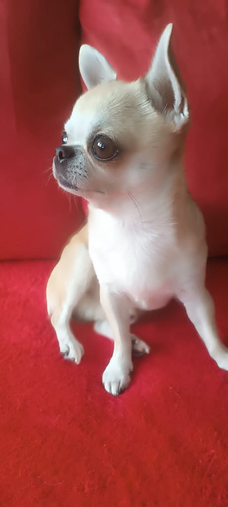 Spank 2 guest 1762083792 0124 inbound2916693441227132923 scaled