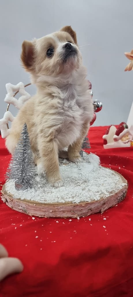 Anna 2 inbound3282216666207235014