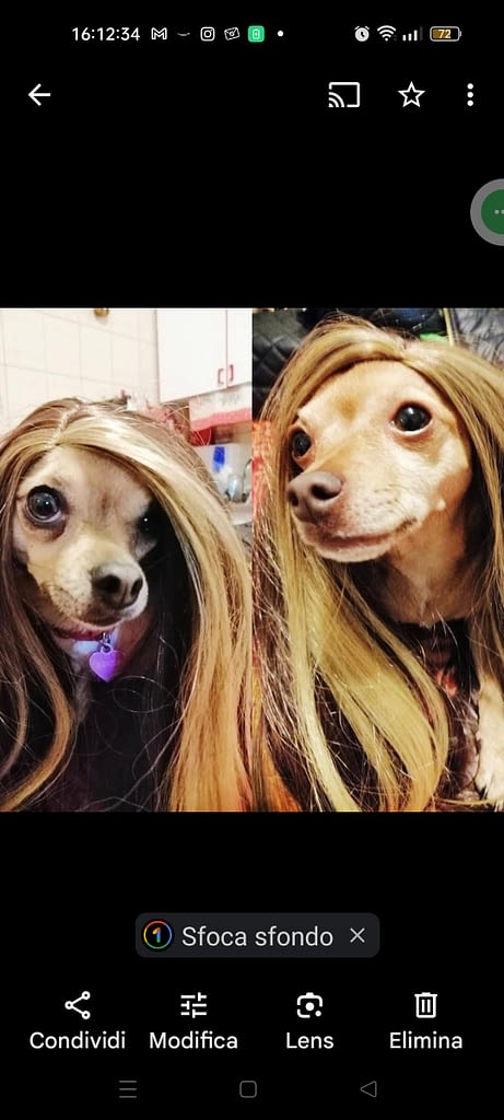 Luna & Sissy 2 inbound4164532204234891829