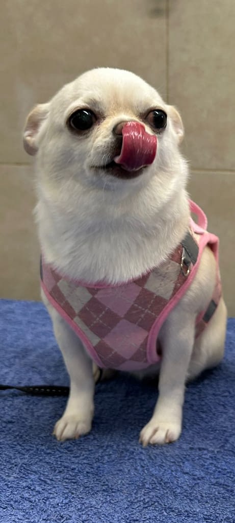 Sophie 2 inbound425843258778747639