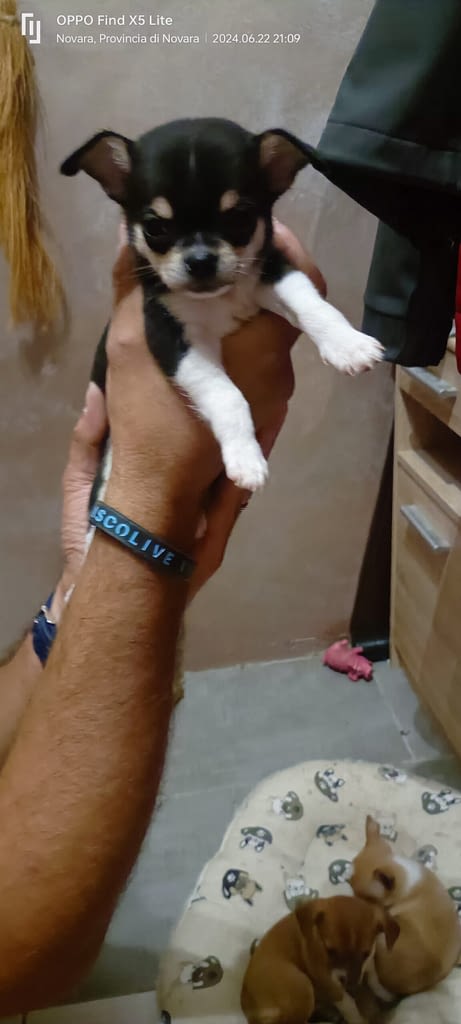 Polly 2 inbound4994621148517602496