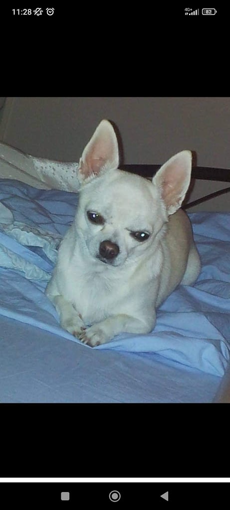 Stella 2 inbound6894328220276052916