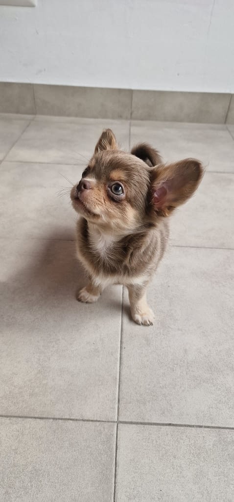 Stitch 2 inbound1791263620708645376 scaled