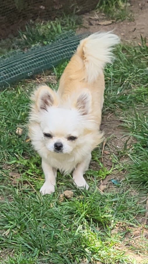 Toretto 2 inbound4880318082863843816