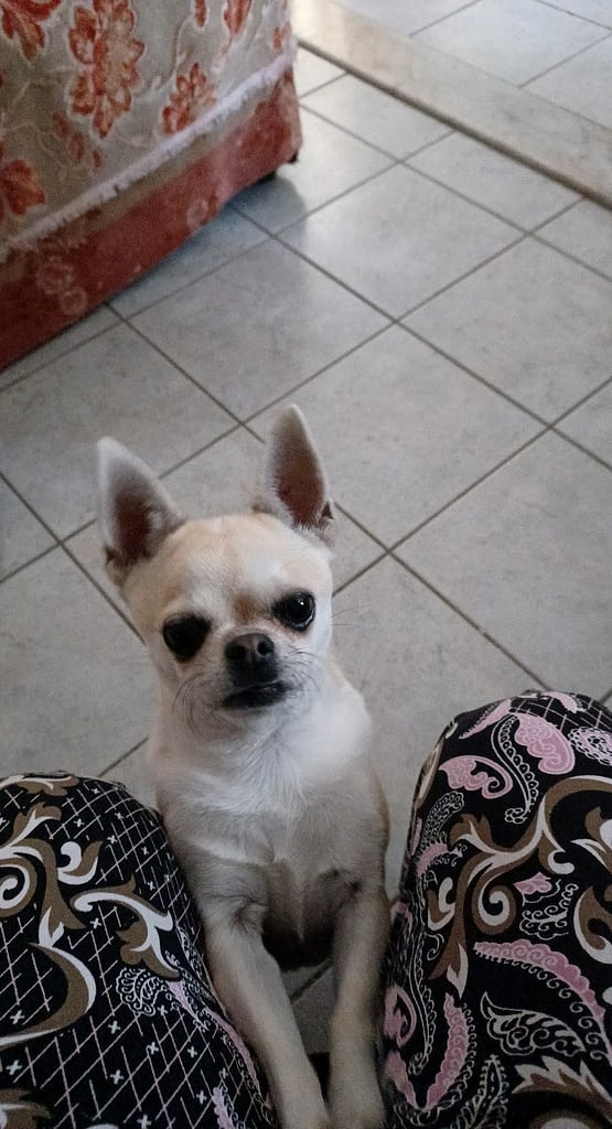 Brioches 2 inbound8197997628460722850