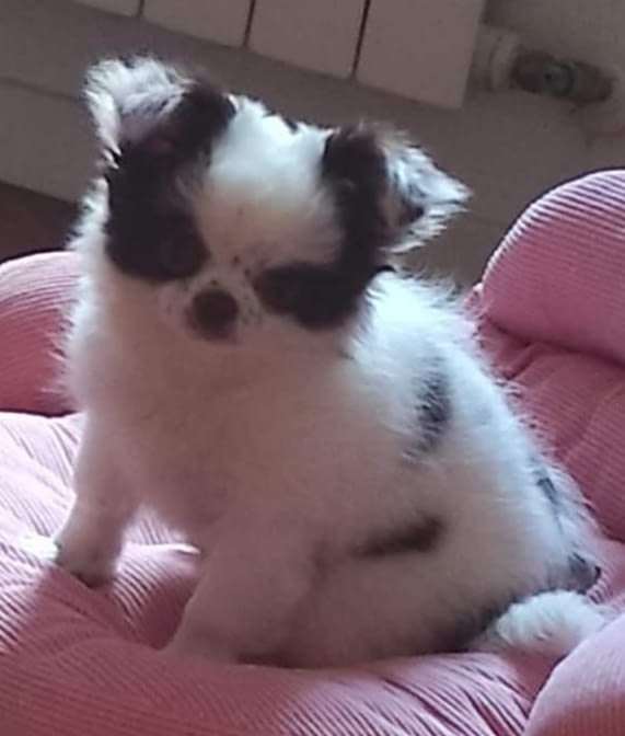 Amelie 2 inbound2917528225879787438