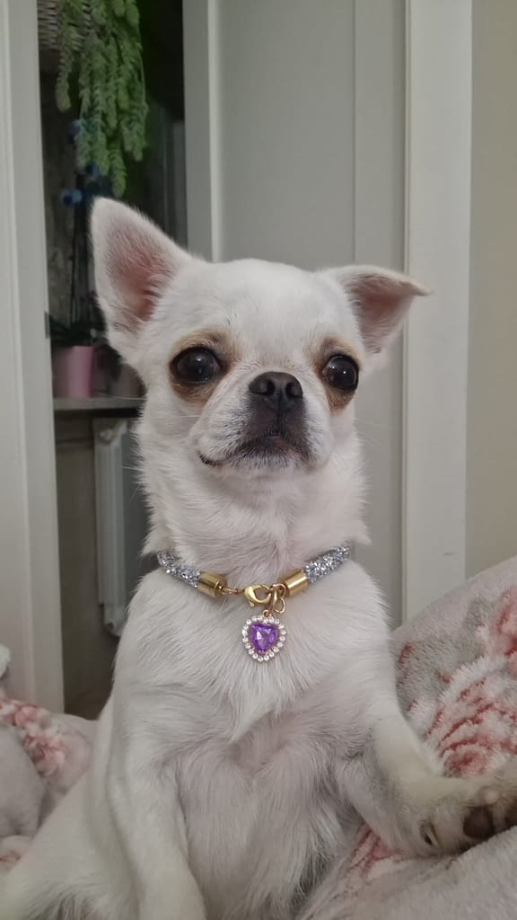 Camilla 2 inbound3212115847947498139