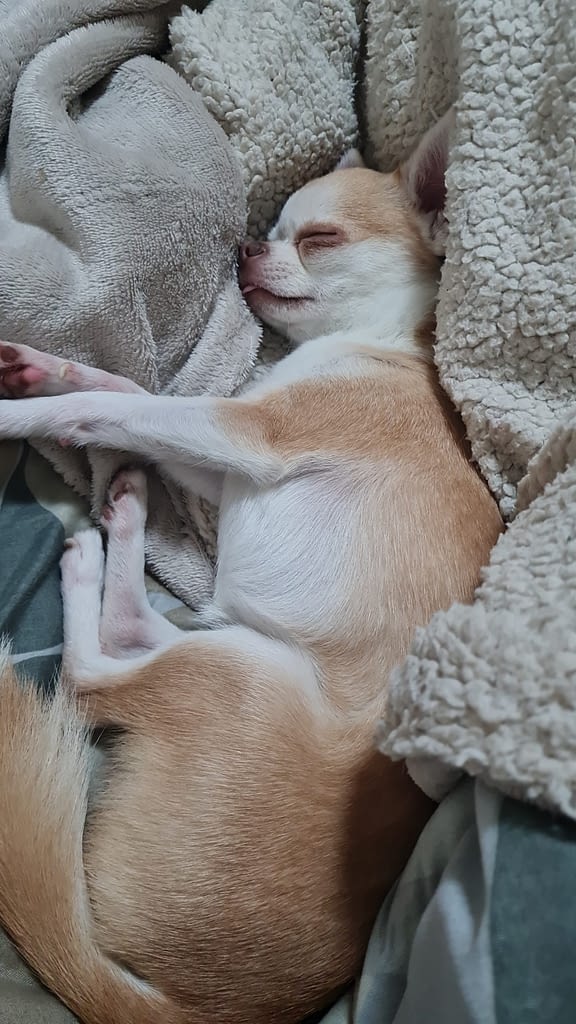 PEPE 2 inbound4511567917697937524