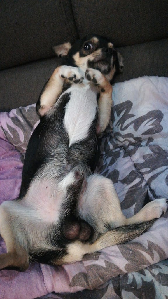 Balu 2 inbound6718795578429742625