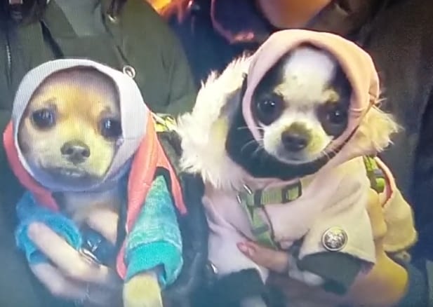 Deddy e Sally 2 Screenshot 2024 01 04 17 11 16 46 99c04817c0de5652397fc8b56c3b3817