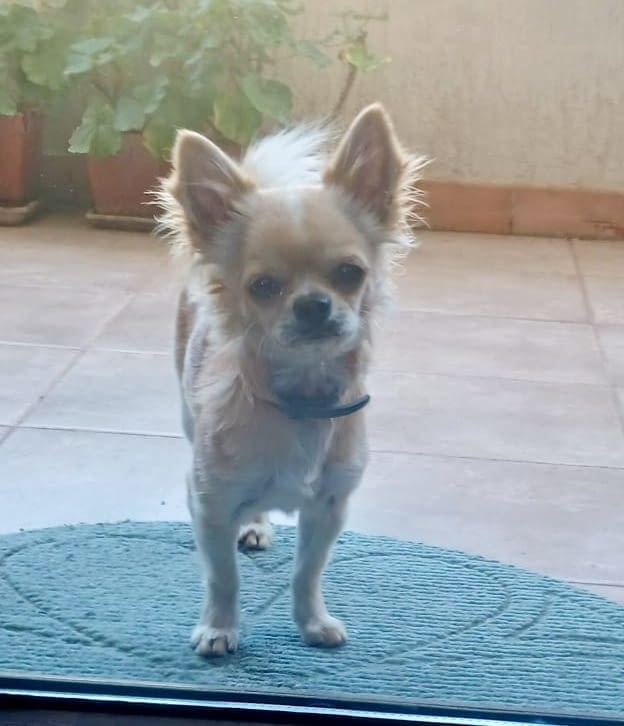 Chicco 2 inbound4379289292088259517