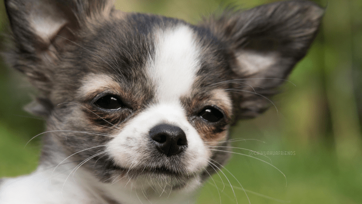 The arrival of the puppy 2 chihuahua cucciolo scelta 1