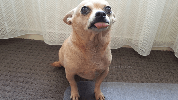 When the dog pees in the house 2 chihuahua pipi popo