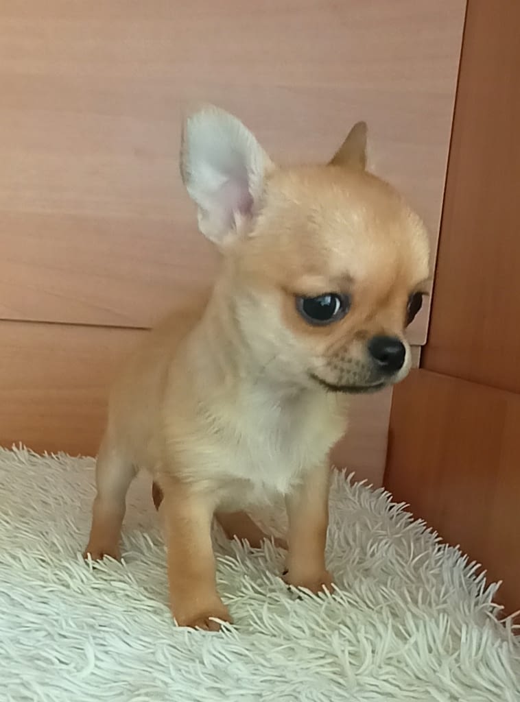 Vanda 2 inbound6740566339283161863