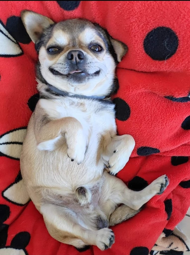 Eros 2 inbound3587992923987636193