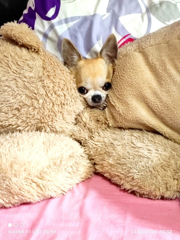 Chloe 2 inbound6902688776721286313