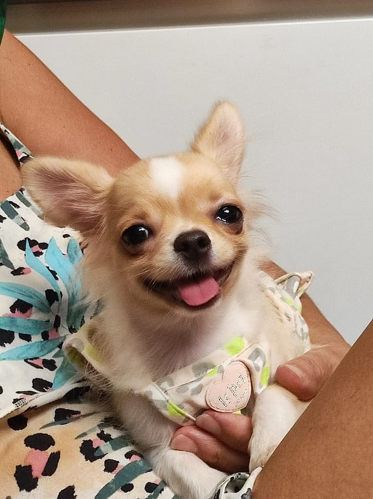 Sissi 2 inbound8830244260566180477