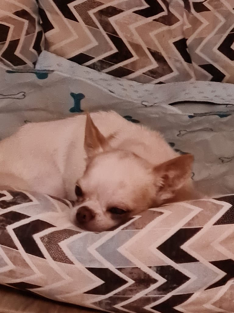 Papi 2 20221010 193115