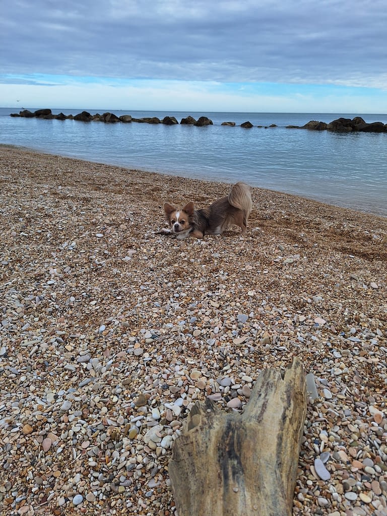 Lolita 2 20241013 101321 scaled