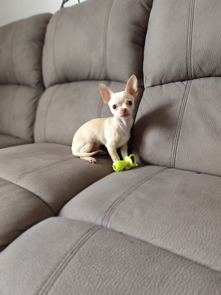 Kiko 2 IMG 20240309 094325