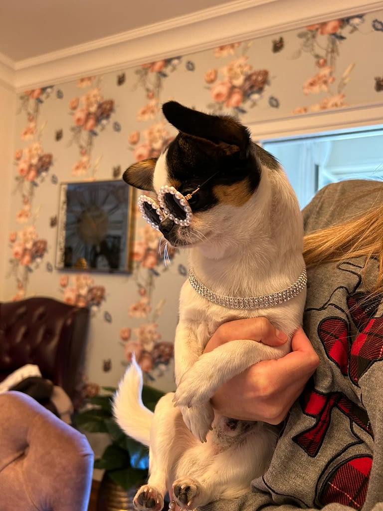 Oreo 2 f55b952c 39e4 46ab ac77 c49f12ba9a4d