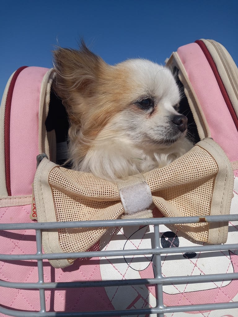 Peedro 2 inbound4937462725790454456