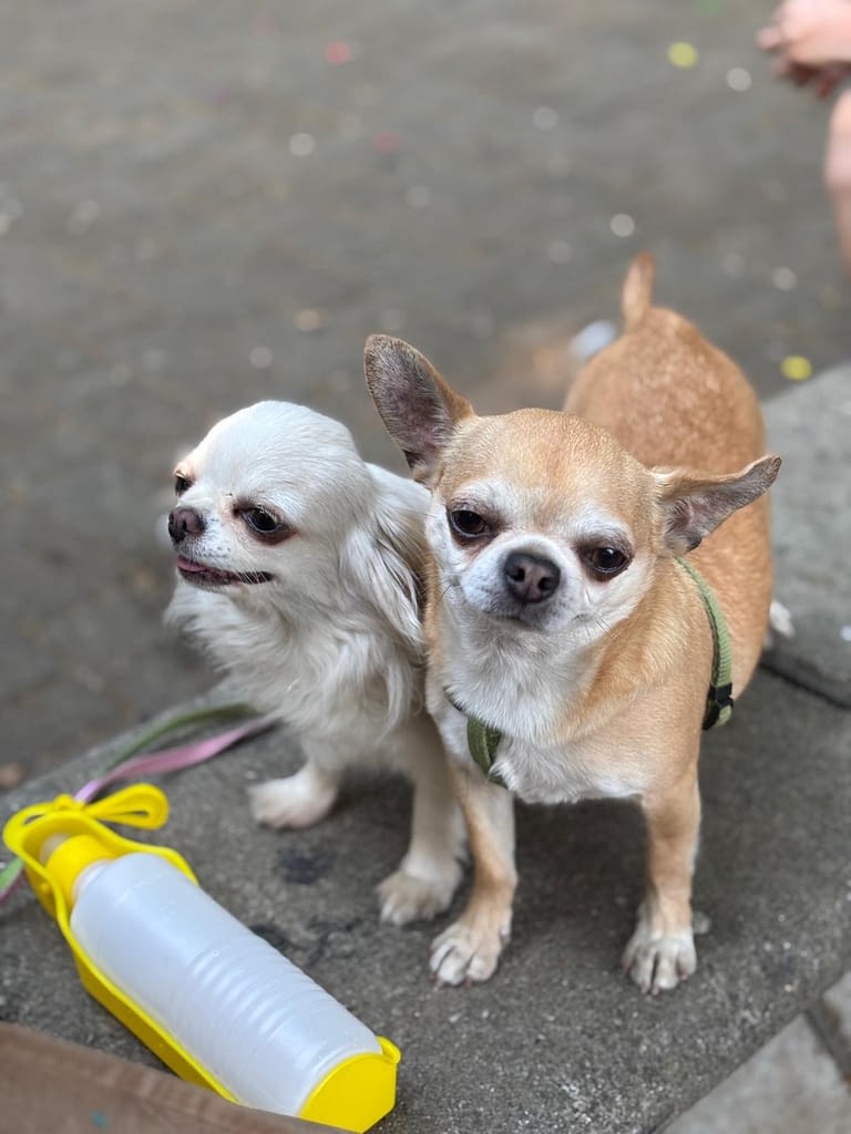 Ray e Lucy 2 inbound7639427325549704533