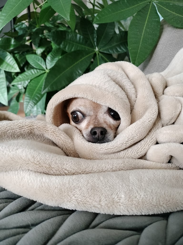 Cleopy 2 inbound784251376176752541