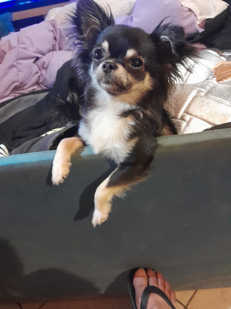 Menta 2 inbound8012559653021803508